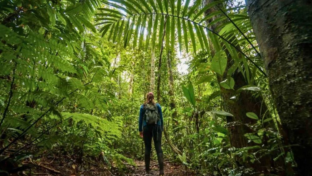 Amazon Rainforest Peru