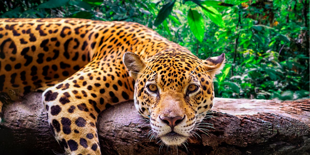 Amazonas Peru