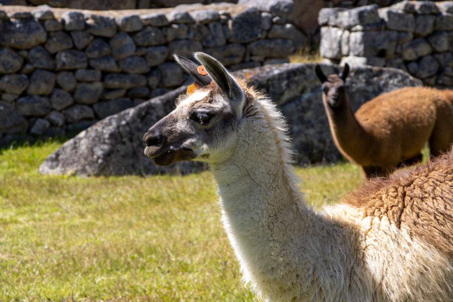 Machu Picchu Llama Machu Picchu Llama