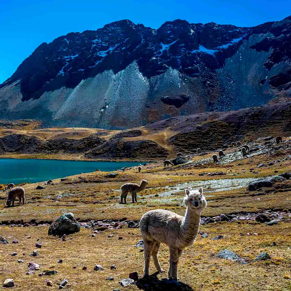 Trek Peru