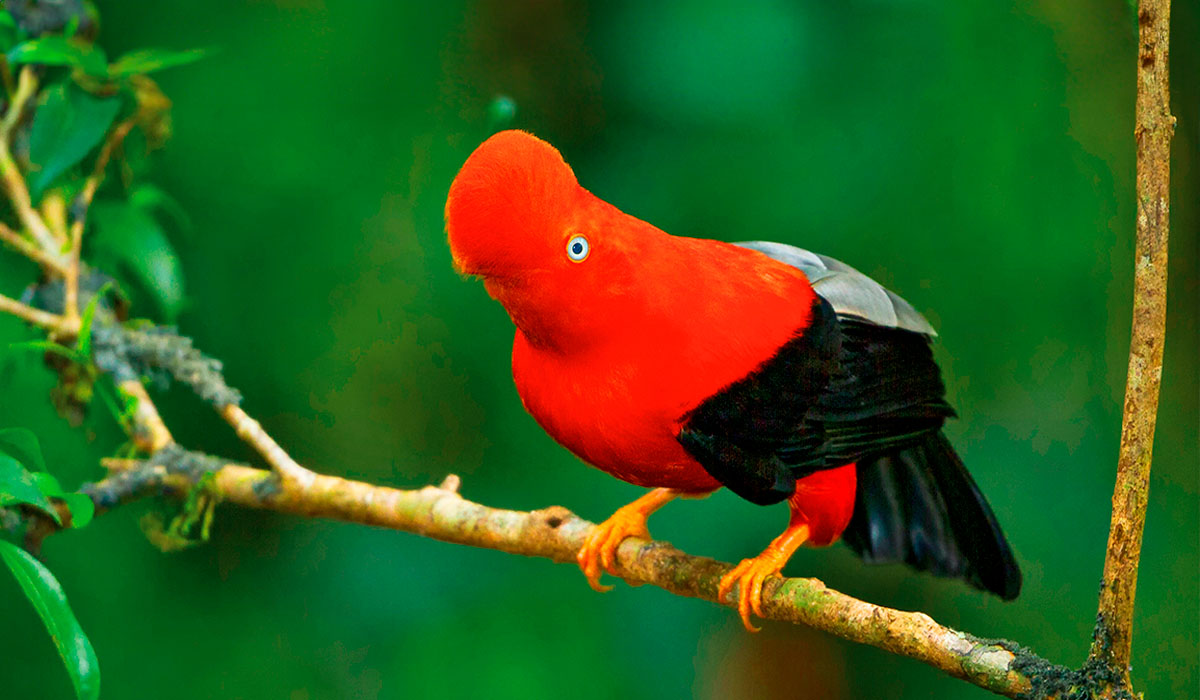 Bird watching Peru