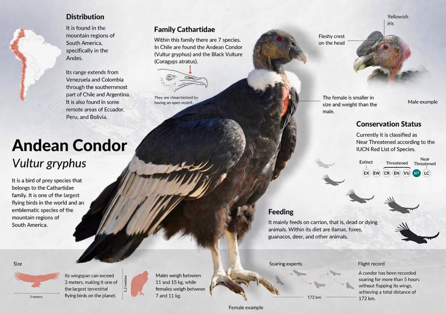 Andean Condor Peru