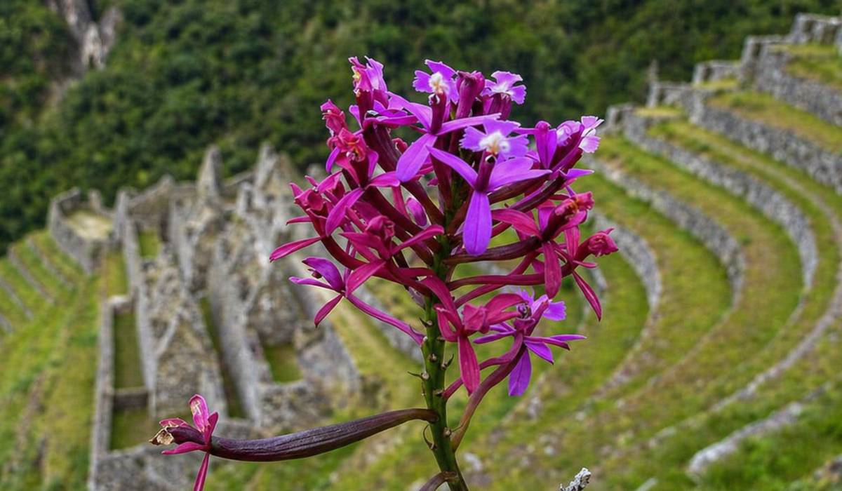 Winay Wayna Inca Trail