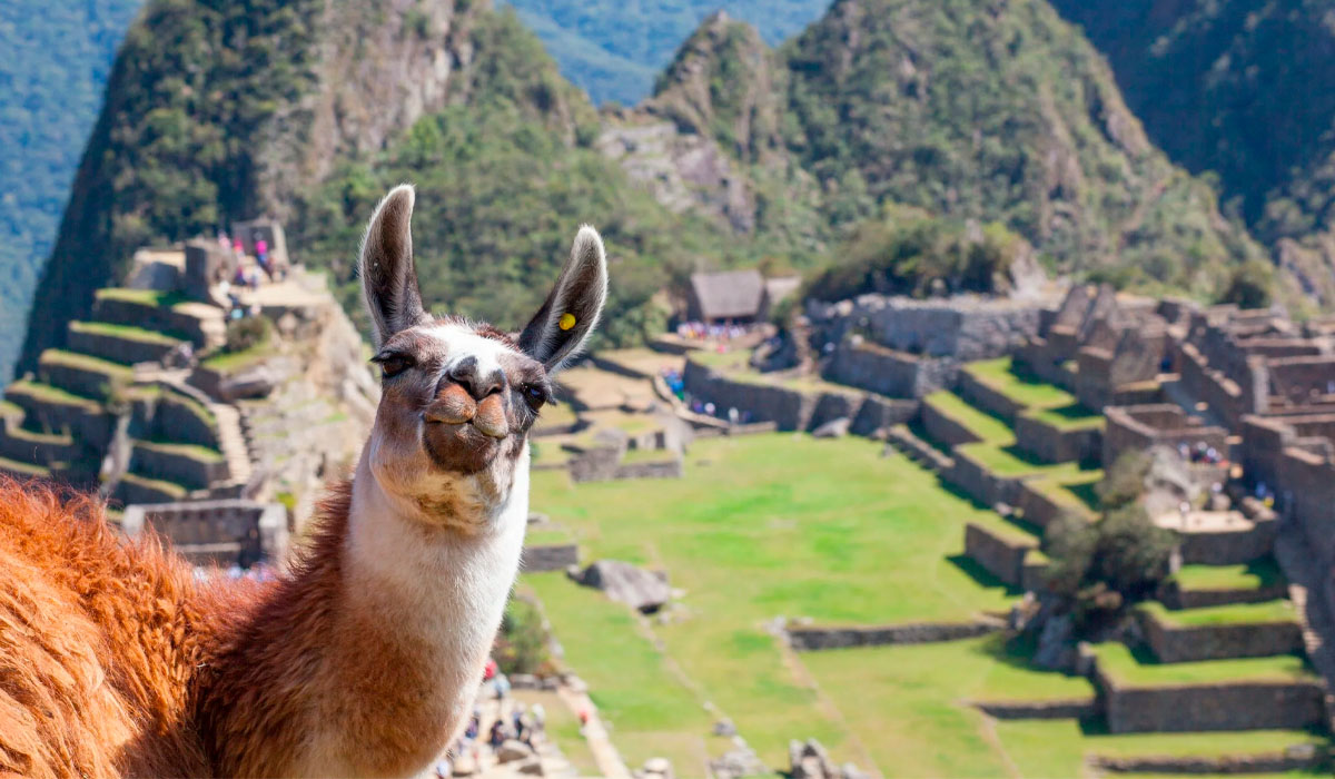 Biodiversity in Machu Picchu