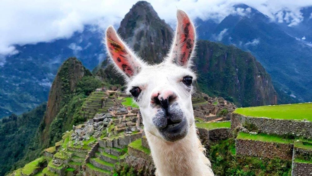 Flora and fauna Machu Picchu