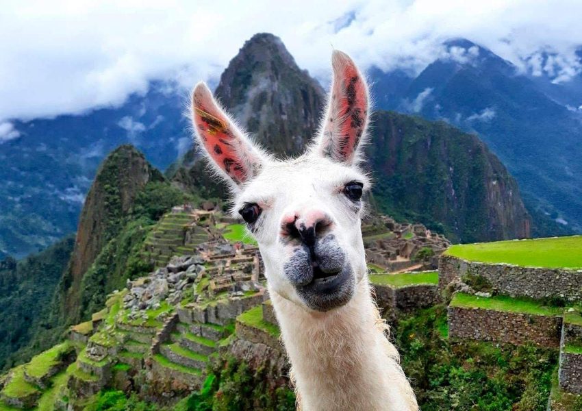 Flora and fauna Machu Picchu