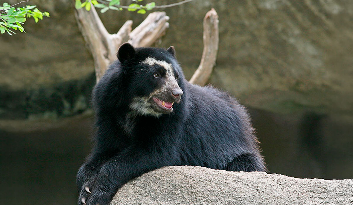 Machu Picchu flora and fauna
