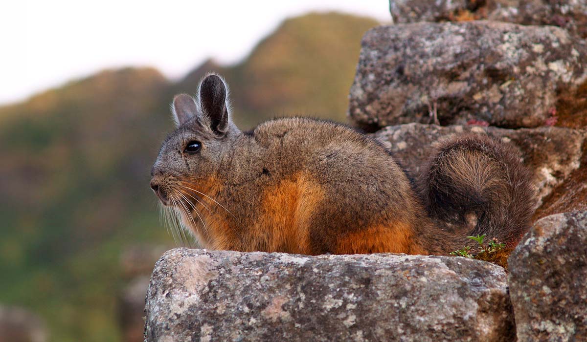 Machu Picchu plants and animals