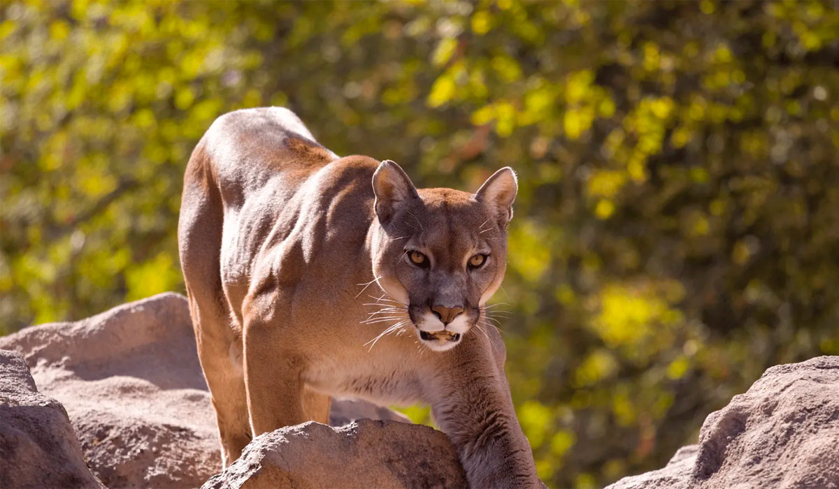 Machu Picchu wildlife