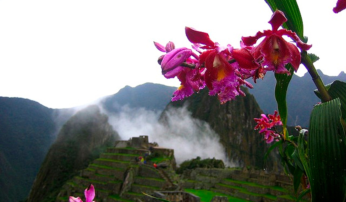 Nature in Machu Picchu