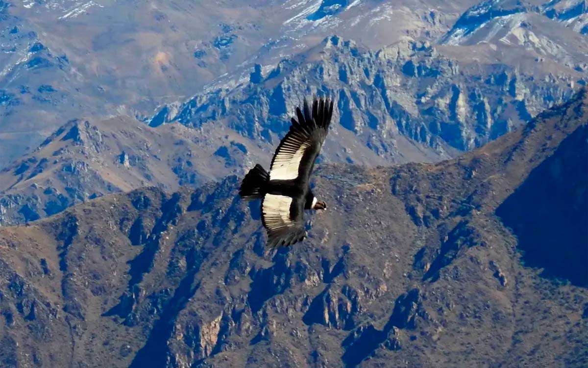Colca Canyon day trip