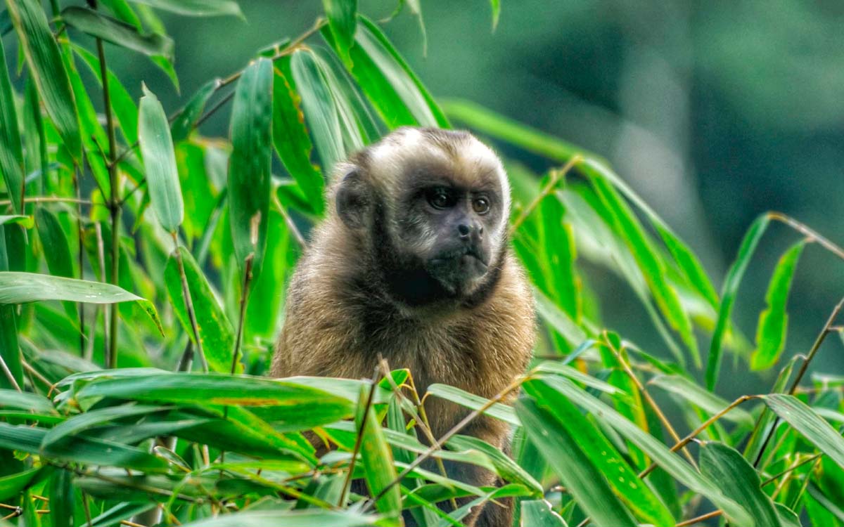 Manu National Park Peru