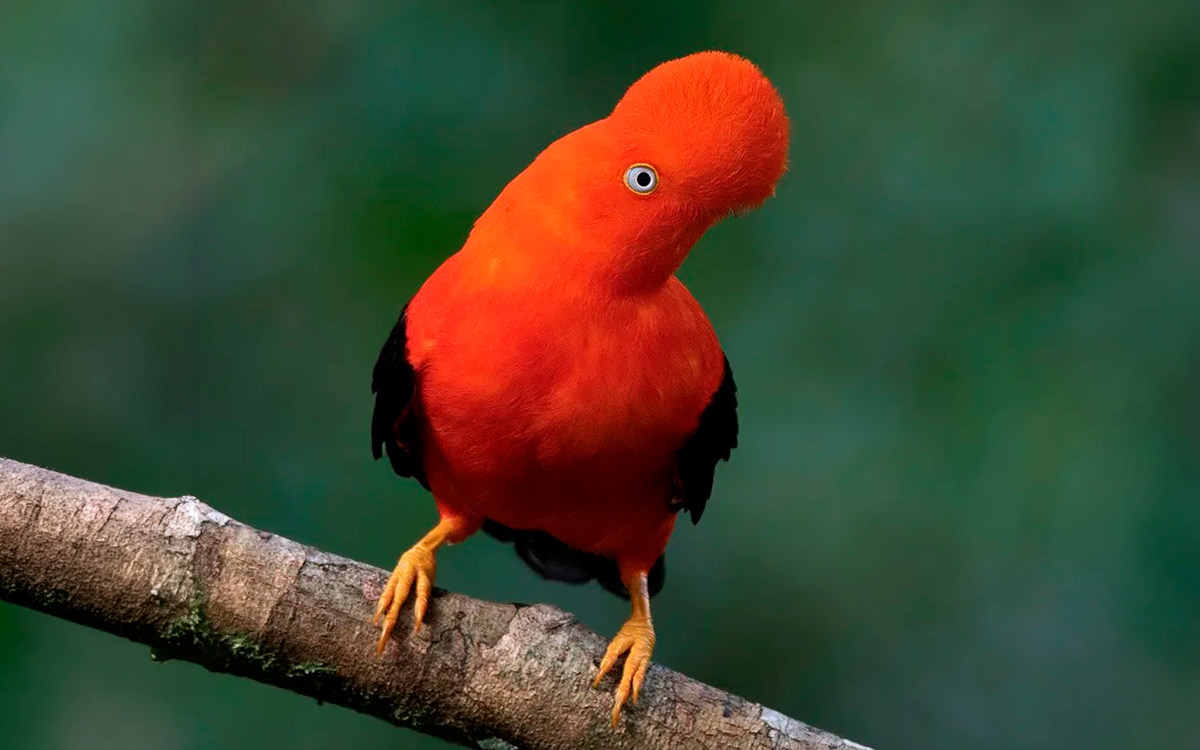 Manu National Park animals