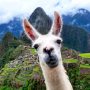 Flora and fauna Machu Picchu Flora and fauna Machu Picchu